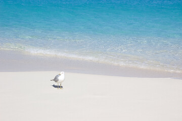 Seagull on white sand Caribbean beach, Nassau, Bahamas