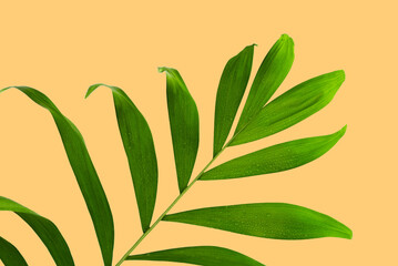 Fototapeta na wymiar Delicate tones design concept with palm leaves