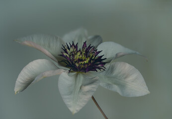 Carol Green (Clematis)