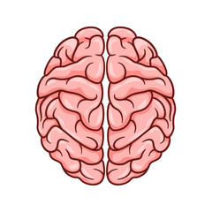 Human Brain vector isolated on white background