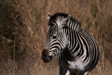 Naklejka premium Wild Striped Zebra walking in the bush veld and on the tarmac road in a very brown field during the cold winter months in a Nature reserve in South Africa