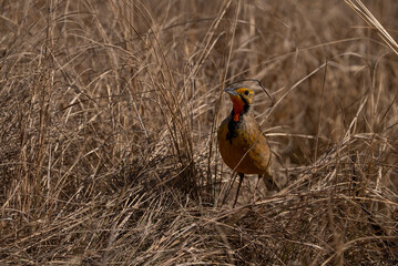 Orangethroated Longclaw Oranje Kalkoentjie in the wild bouncing around looking for worms to peck on in a conservation nature reserve in Pretoria South Africa