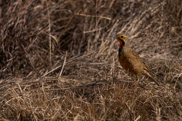 Orangethroated Longclaw Oranje Kalkoentjie in the wild bouncing around looking for worms to peck on...