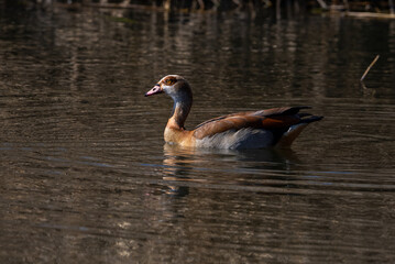 Egyptian Goose floating on a body of water with the winter sun shining from the side. Diving 