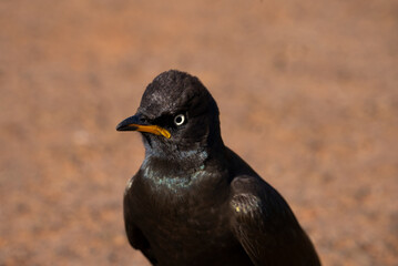Pied Starling Witgat Spreeu Chirping at a female during a safari drive in the winter months in a conservation of a nature reserve in South Africa