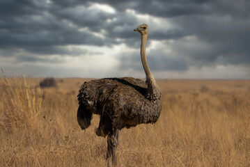 A wild female ostrich volstruis in the bush veld field with its head out stretched looking for predators while grazing for food in the dead grass on fathersday in a nature reserve in South Africa