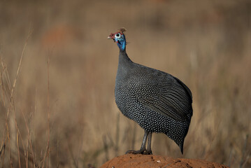 A wild Spotted guinea fowl standing perched on a an ants nest heap in an open field looking for predators calling for the others. taken during the winter moths on Fathers day during a safari drive