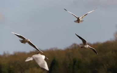 seagulls in flight
