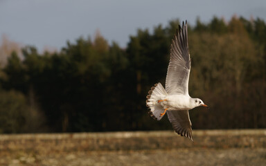 black headed gull