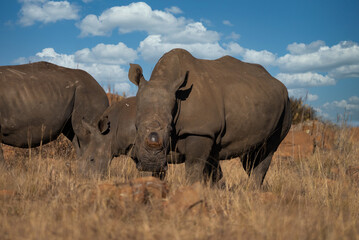 outdoors,adult,safari,safari animals,tourism,savannah,white rhinoceros,bush,rhinoceros,wilderness,south,horned,large,environment,animal,mammal,nature,grass,africa,travel,grassland,background,outdoor,b