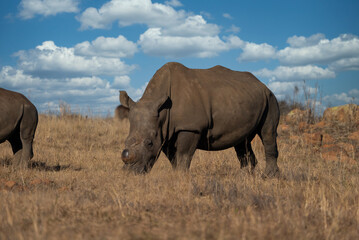 Obraz premium an endangered Single square lipped White Rhino walking and grazing in the brown dead field during the winter months during a Safari drive. De horned to stop poachers from poaching 