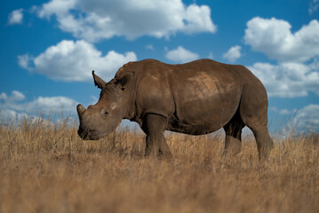 Obraz premium an endangered Single square lipped White Rhino walking and grazing in the brown dead field during the winter months during a Safari drive. De horned to stop poachers from poaching 