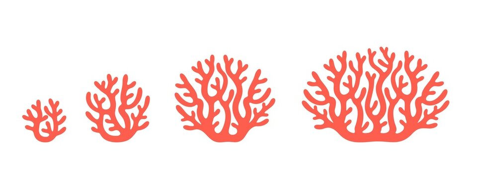 Crop stages of coral. Isolated coral on white background