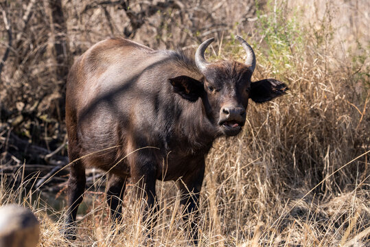 A wild buffalo buffel grazing in the dead field during the winter months in a nature reserve in South Africa during a safari drive on Fathersday.  