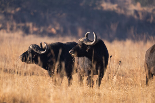 A wild buffalo buffel grazing in the dead field during the winter months in a nature reserve in South Africa during a safari drive on Fathersday.  