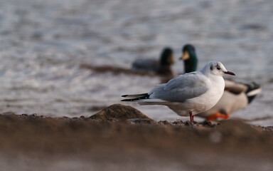 seagull on the beach