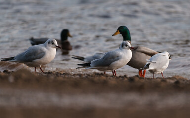 Fototapeta na wymiar ducks on the beach