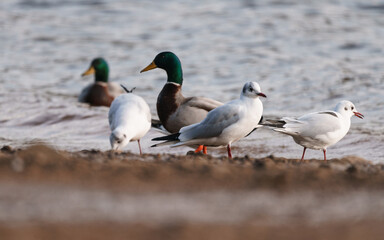 Fototapeta na wymiar group of seagulls