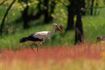 stork in the grass