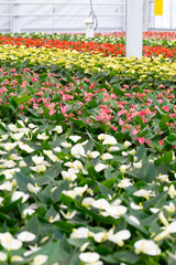 Fototapeta na wymiar Rows of blooming anthurium plants in a greenhouse