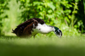 duck in the grass