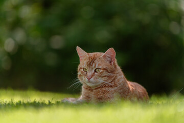 cat on grass