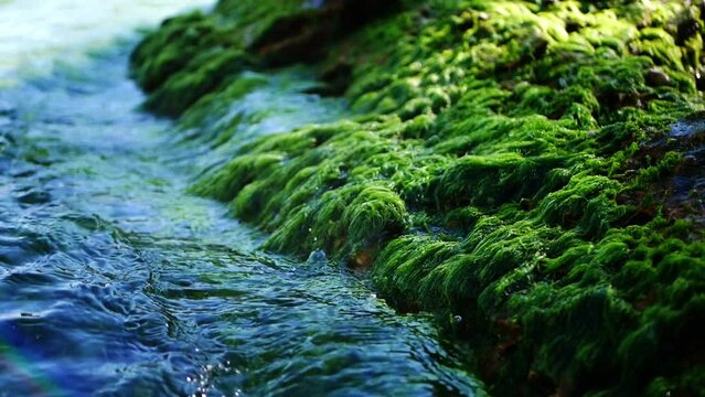 Macro photography of a stone with green algae washed by sea waves.