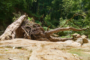 Fototapeta na wymiar The root of the tree stuck to the stone bank of the river. The trunk of an old tree brought by a stormy river stream.
