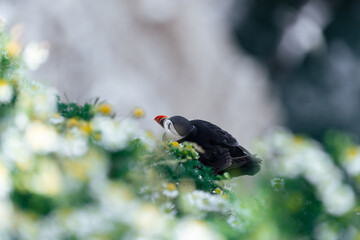 close up of a bird
