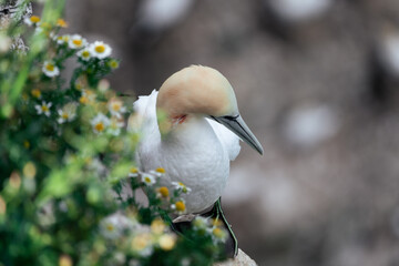 close up of a bird