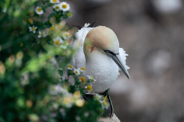close up of a bird