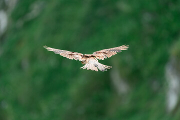 close up of a bird