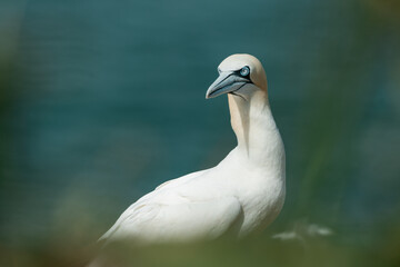 close up of a bird