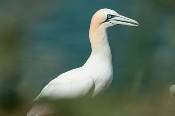close up of a bird