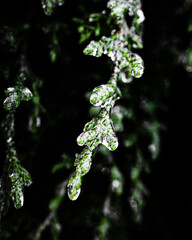 frozen evergreen branch