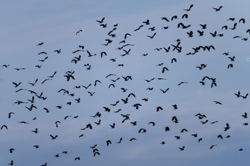 birds in flight