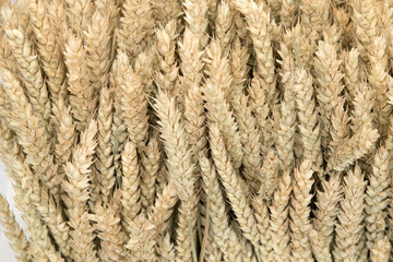 Sheaf of ripe ears of wheat. Spikelets close-up. Ears of golden wheat close-up. Rich harvest concept.