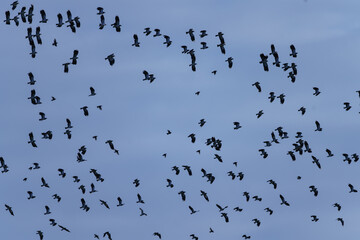 birds in flight