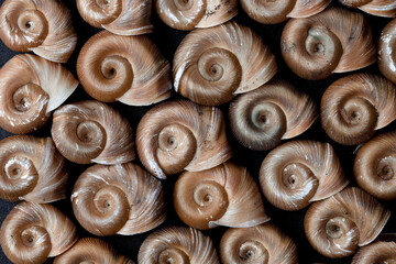 Shells of the ram's horn freshwater snail (family Planorbidae)
