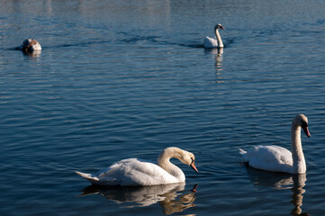 white swans group on the lake swim well under the bright sun