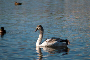 A white majestic swan floats in front of a wave of water. Young swan in the middle of the water. Drops on a wet head.