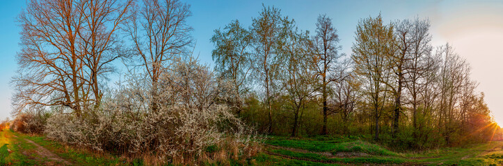 Obraz na płótnie Canvas Panorama of flowering trees in the forest, spring green trees, flower