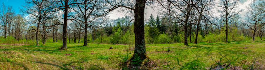 Spring forest and field on a background of blue sky