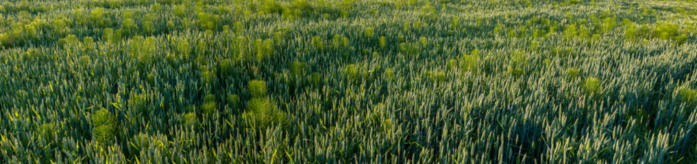 Panorama of wheat field. Sunny day and green trees on the background.