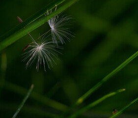 dandelion seeds macro