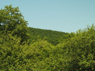 trees in the forest