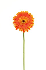 Naklejka premium Flor