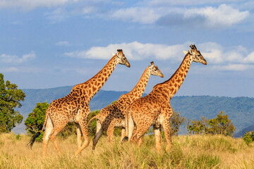 Group of giraffes walking in Ngorongoro Conservation Area in Tanzania. Wildlife of Africa