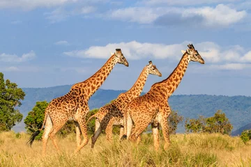 Gordijnen Group of giraffes walking in Ngorongoro Conservation Area in Tanzania. Wildlife of Africa © olyasolodenko