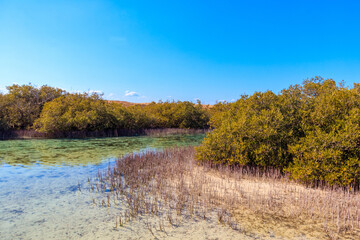 Mangrove trees in Ras Mohammed national park, Sinai peninsula in Egypt